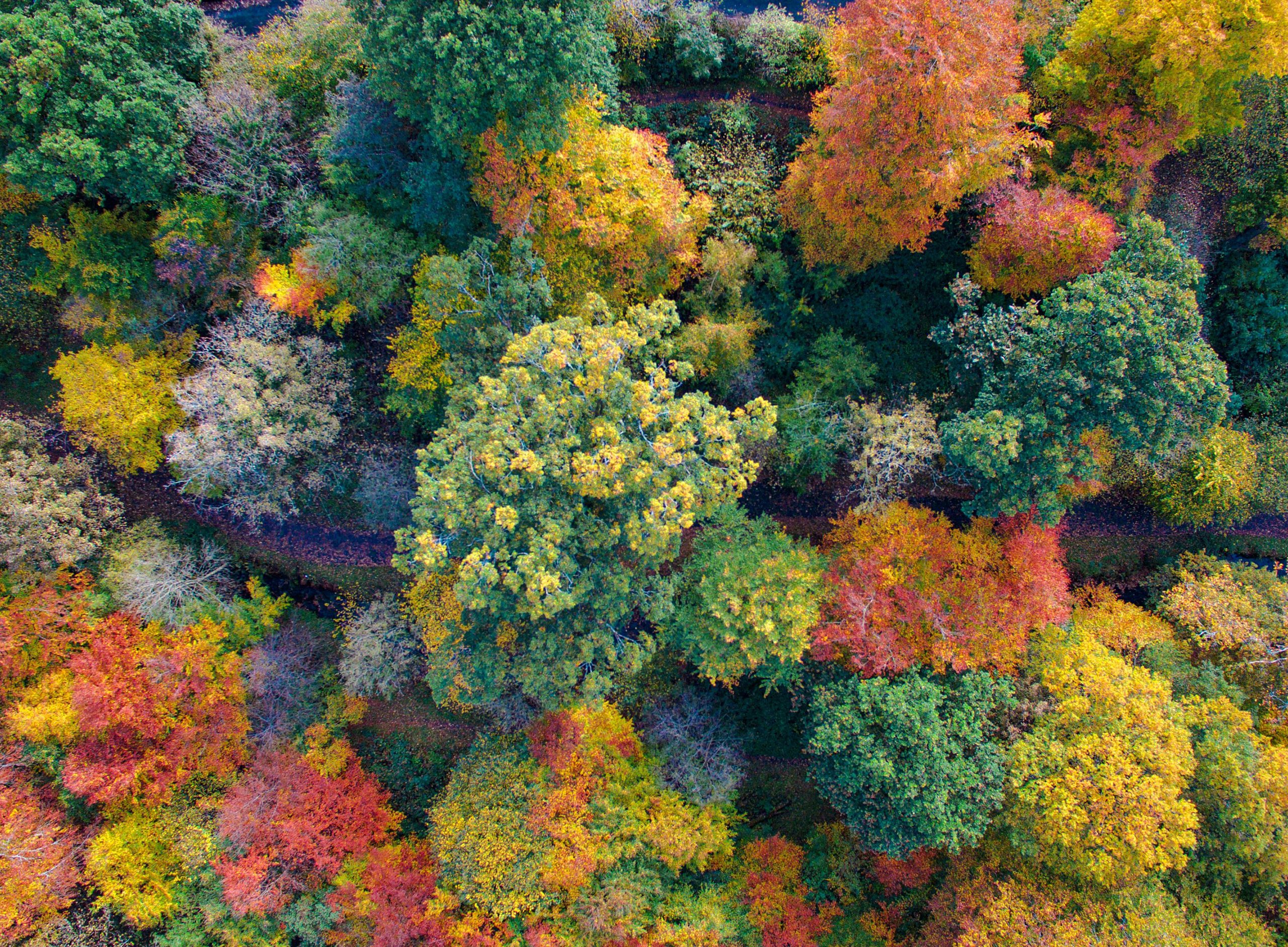 Wald_3